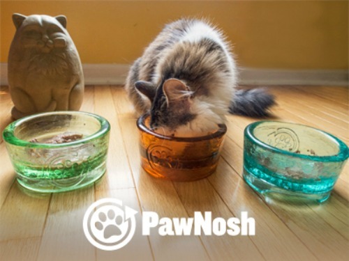 glass-cat-bowls