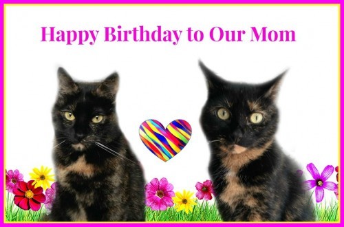 birthday-cats
