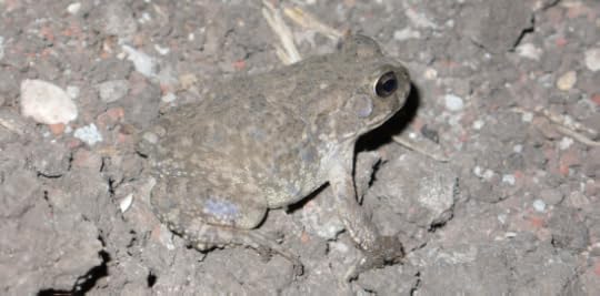 Screen Shot 2015-05-20 at 5.41.53 PM