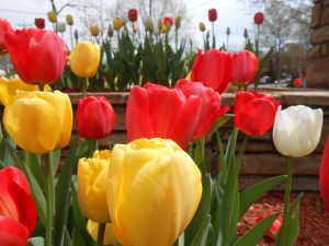Yellow and red tulips blooming