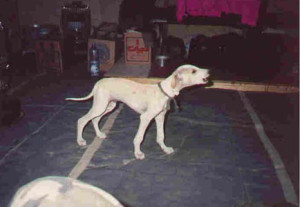 Small dog walks across tent floor