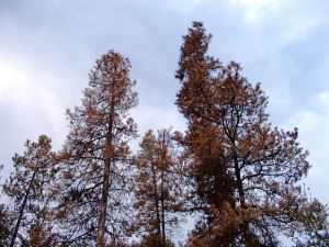 Dead_pines