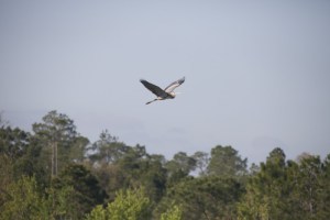 heron2