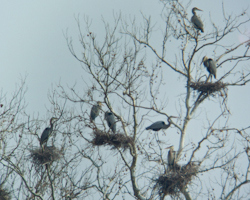 heron4
