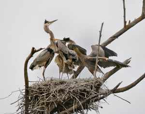 heron5