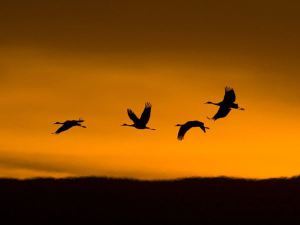 sandhill-cranes-flying
