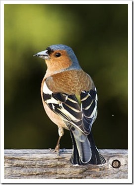 Chaffinch wikimedia Michael Maggs