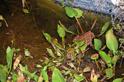 Spadefoot Toad on Our Marsh