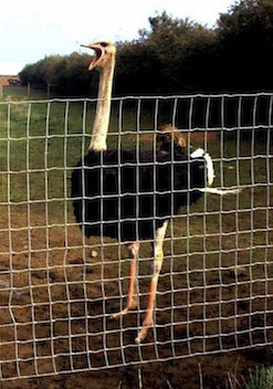 ostrich