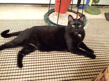 Gracie the Cat