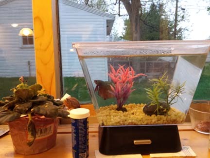 My betta, FishyFishy