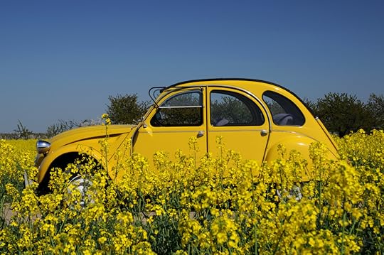 Rapsblüte