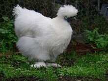 The Silkie