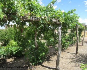 Arbor at the San Agustin Mission
