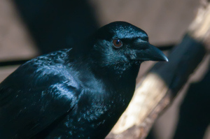black crow portrait close up at the raptor center