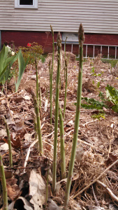 asparagus