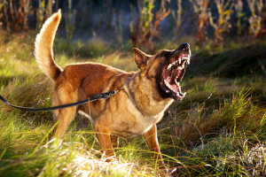 snarling malinios