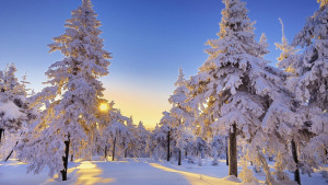 sun-peeking-through-snow-covered-trees