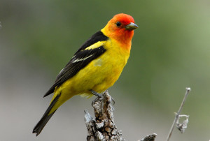 westerntanager6