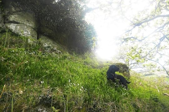 Hillside 9