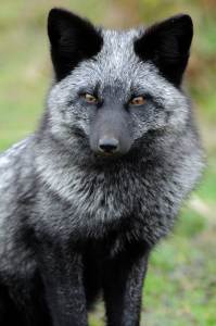 silver-fox