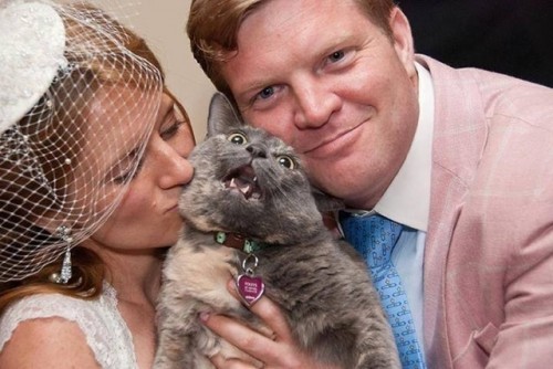 dilute-tortoiseshell-cat-wedding