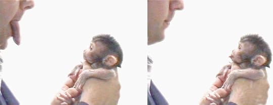 A baby makake imitating the mimic of a human