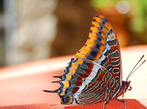 Butterfly - Papillon (c) Kristin Espinasse