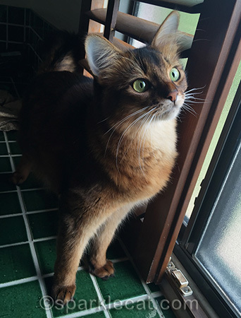 My human says I don't look real in this photo!