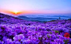 field_of_wild_flowers_nature_purple_hd-wallpaper-1603338