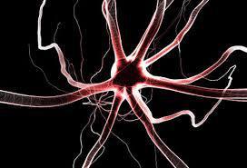 nerve