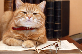 Closeup of ginger cat lying on old book near spectacles on books background