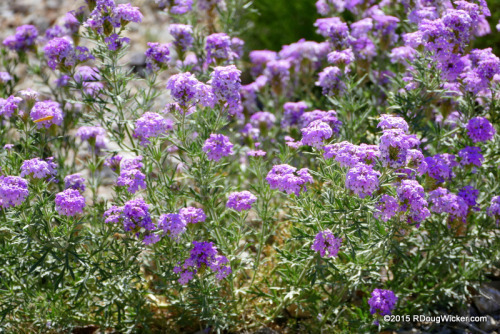 Spring time in the desert