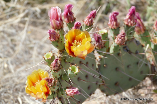 Prickly Pear Flowers