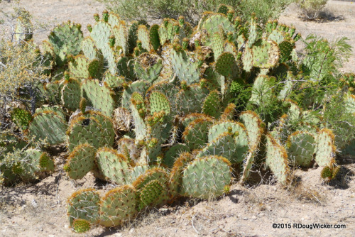 Prickly Pear
