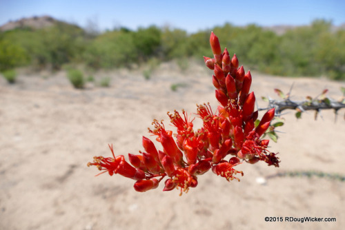 Ocotillo in Bloom