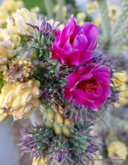 Cactus Flower