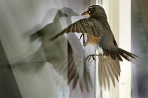 bird flying into glass