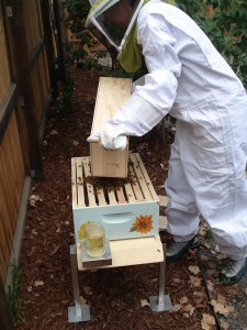 Pouring bees from the package