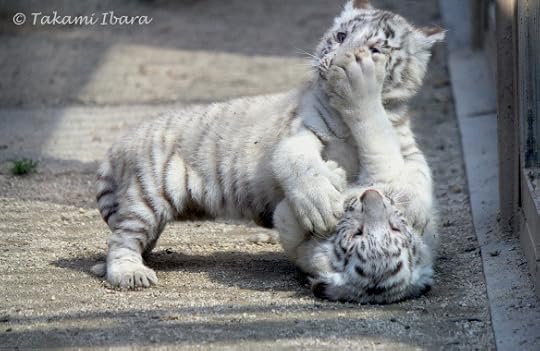 20150520-handful-cubs-3-2