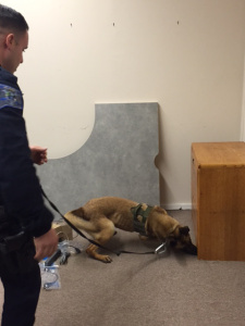 One of the K9s sniffing out drugs.