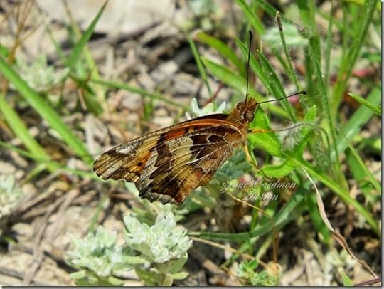 Variegated_Fritillary