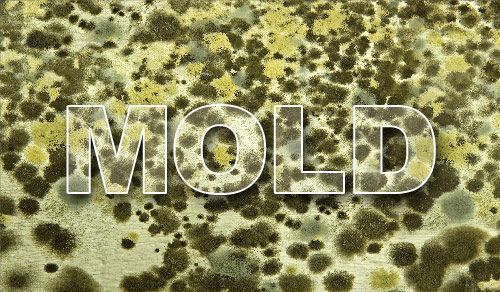 Mold Remediation Services - Mold Removal and Clean Up Washington ...