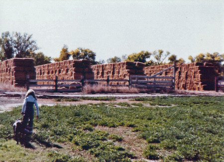 Here I am walking through the fields with my dog. I can't tell which one it is. Just beyond are the long stacks of alfalfa bales I was mentioning.
