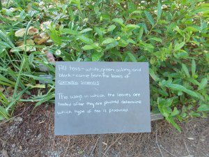 Atlanta Botanic Gardens_May2015 006