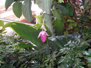Atlanta Botanic Gardens_May2015 007