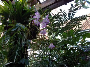 Atlanta Botanic Gardens_May2015 008