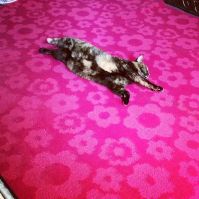 11169033_10206796915863916_1365574022_n