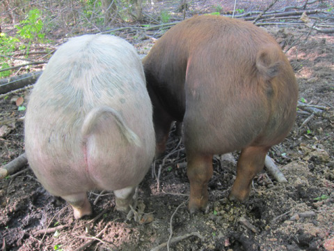 Stay tuned for Bacon Camp: A full weekend of farmstead pork slaughter and butchery!