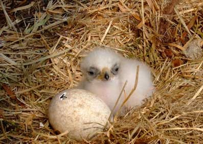 Eagle and the chicken story
